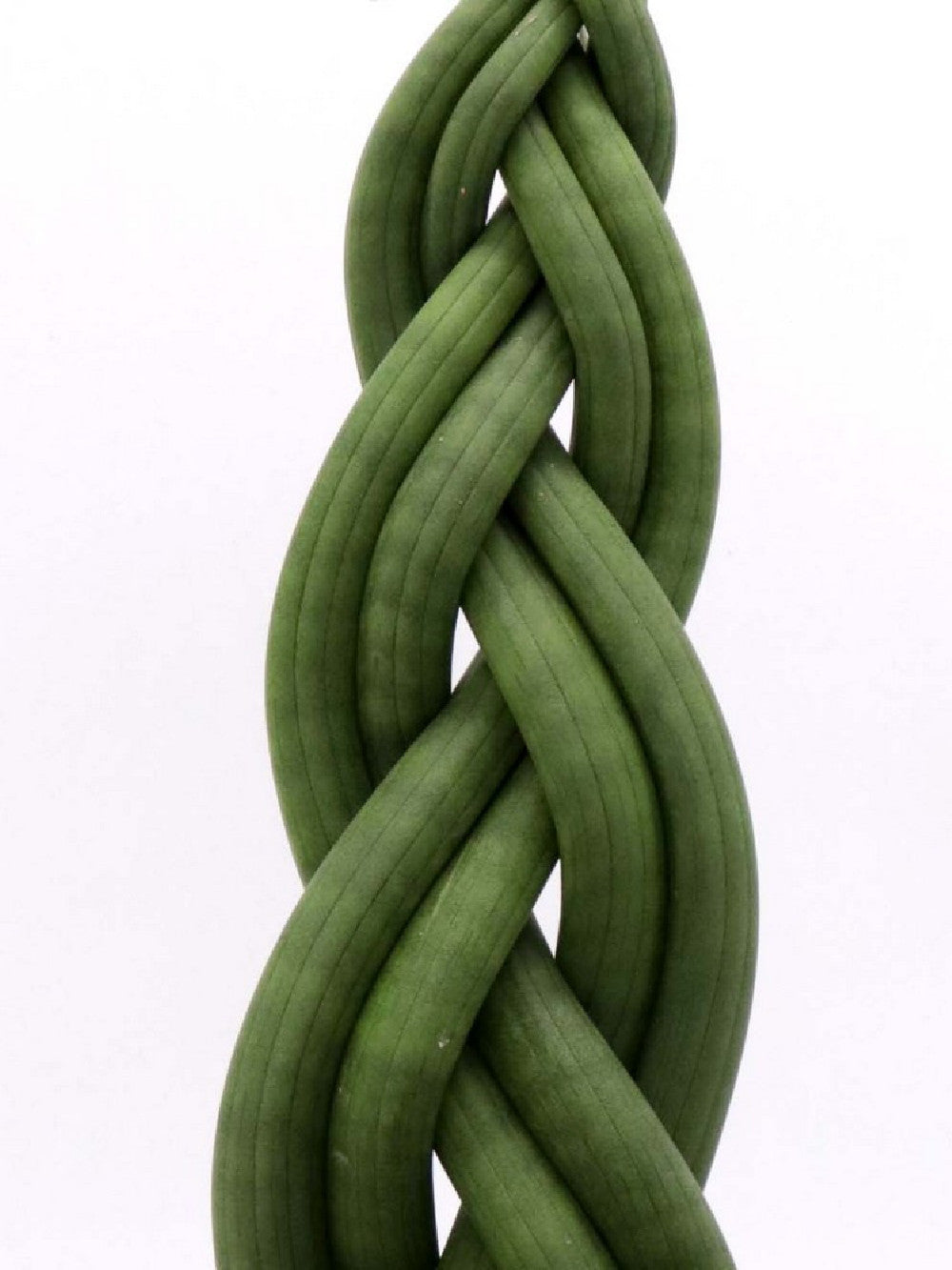 Sanseveria "Twister"