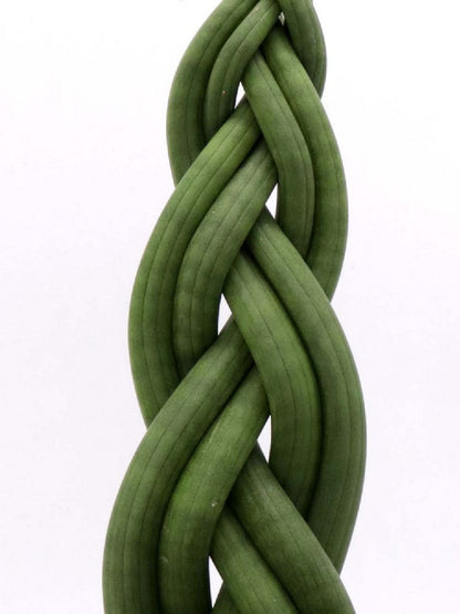 Sanseveria "Twister"