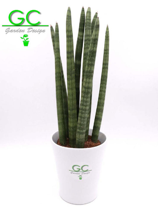 Sanseveria forma tubolare