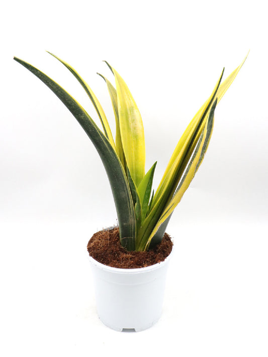 Sansevieria "Golden Flame"