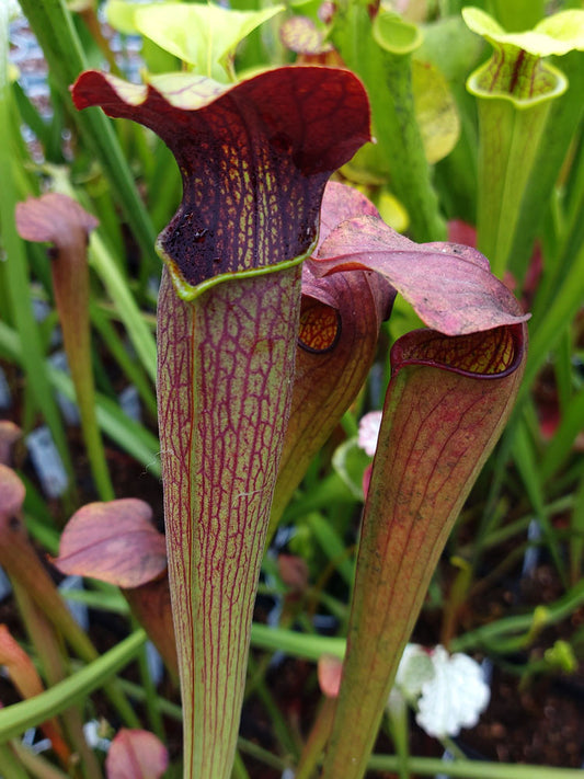 Sarracenia alata "Dark hood"