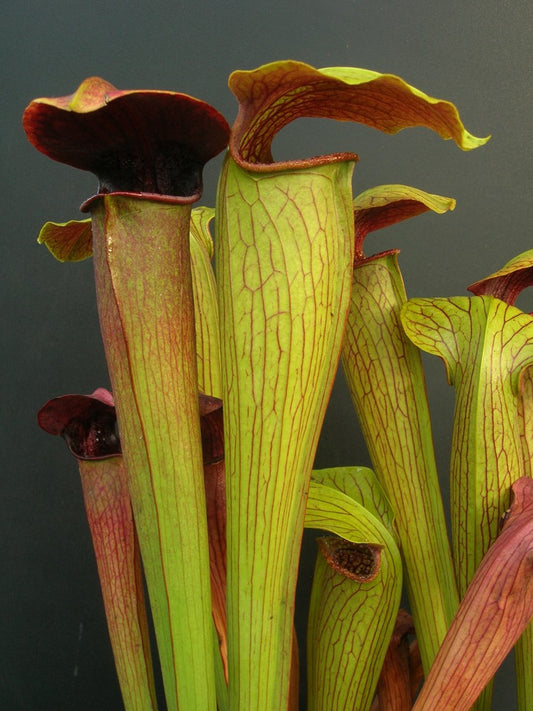 Sarracenia alata "Giant" red throat