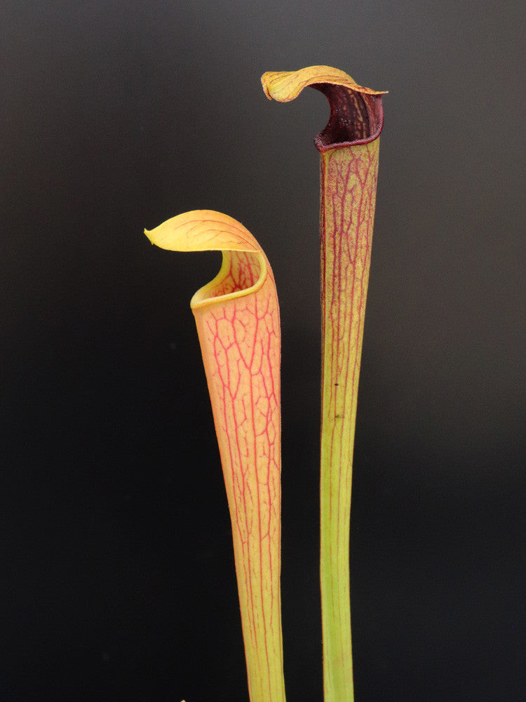 Sarracenia alata "Red throat - Slim form"