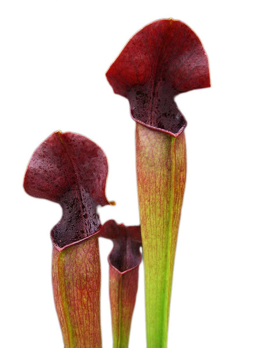 Sarracenia alata var. nigropurpurea, black tube (A.Bullock)