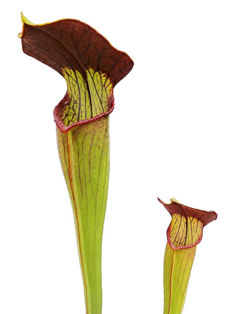 Sarracenia alata var. nigropurpurea, dark red tube (David Svarc)