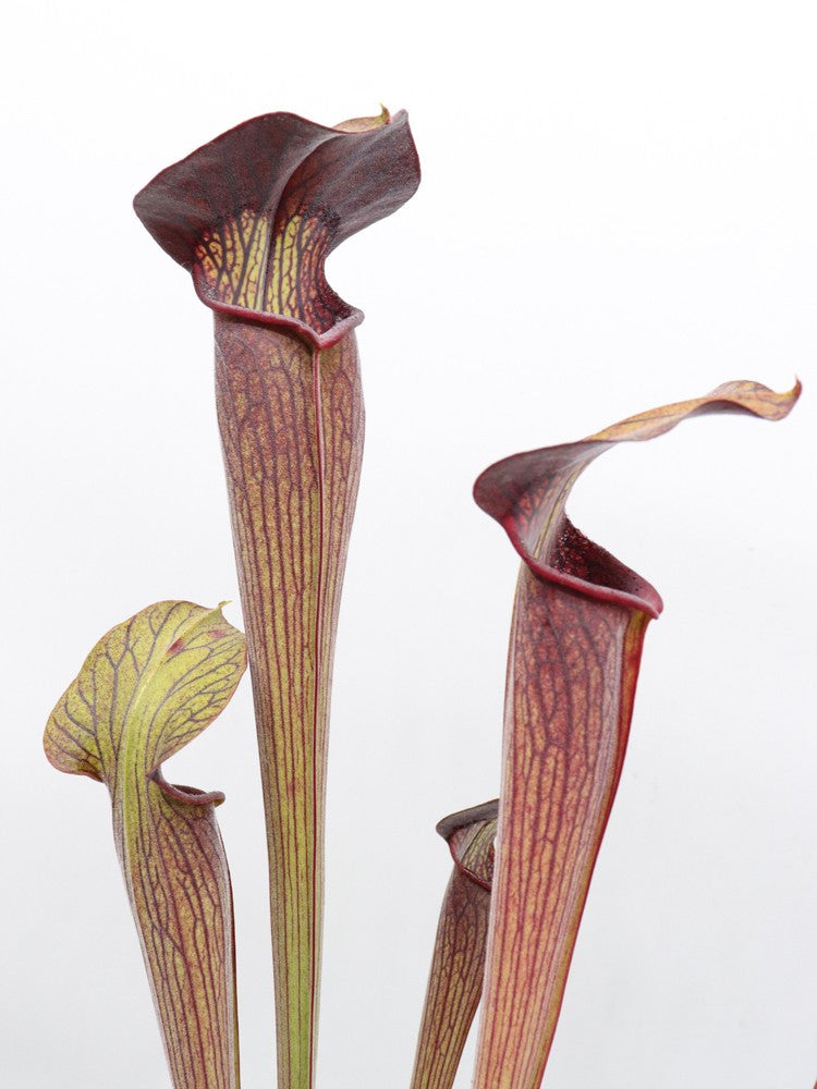 Sarracenia alata var. nigropurpurea, pubescent form C.Klein