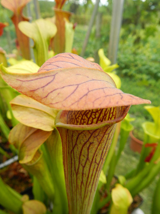 Sarracenia alata var. rubrioperculata  A26 MK