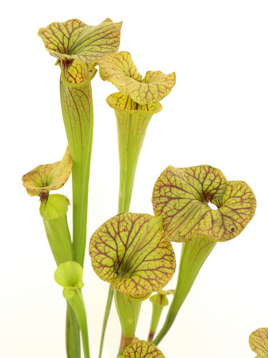 Sarracenia flava F198 MK x Flava "Goldie"  Yellow form