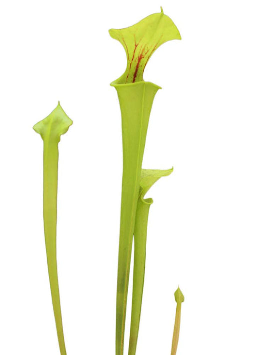 Sarracenia flava "Goldie" x SELF
