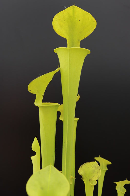 Sarracenia flava f. viridescens 'Suspicion'  ipF100 AS