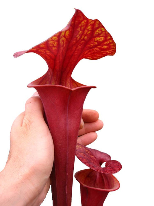 Sarracenia flava var. atropurpurea "All red"