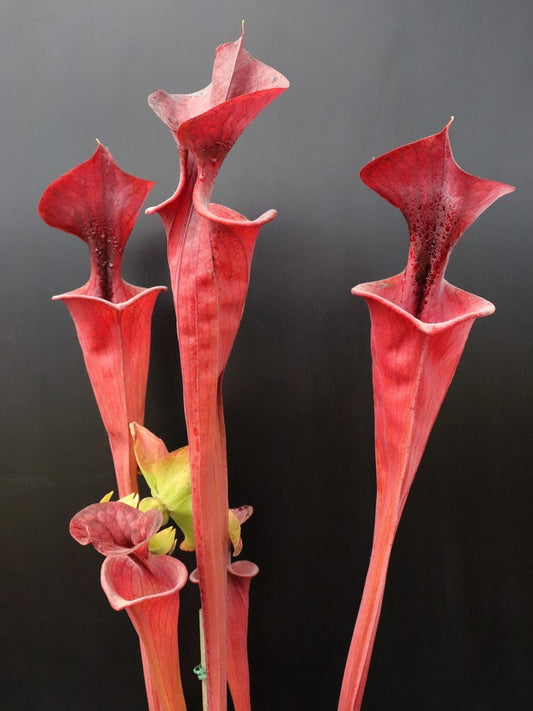 Sarracenia flava var. atropurpurea FL105 RVL