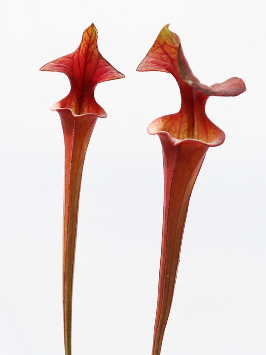 Sarracenia flava var. atropurpurea , Bay County