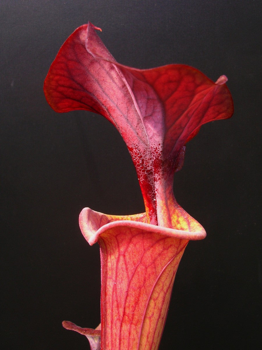 Sarracenia flava var. cuprea "Very Dark"  Wistuba