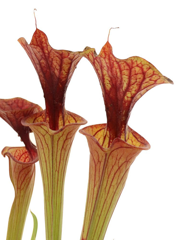 Sarracenia flava var. cuprea  F108 PW