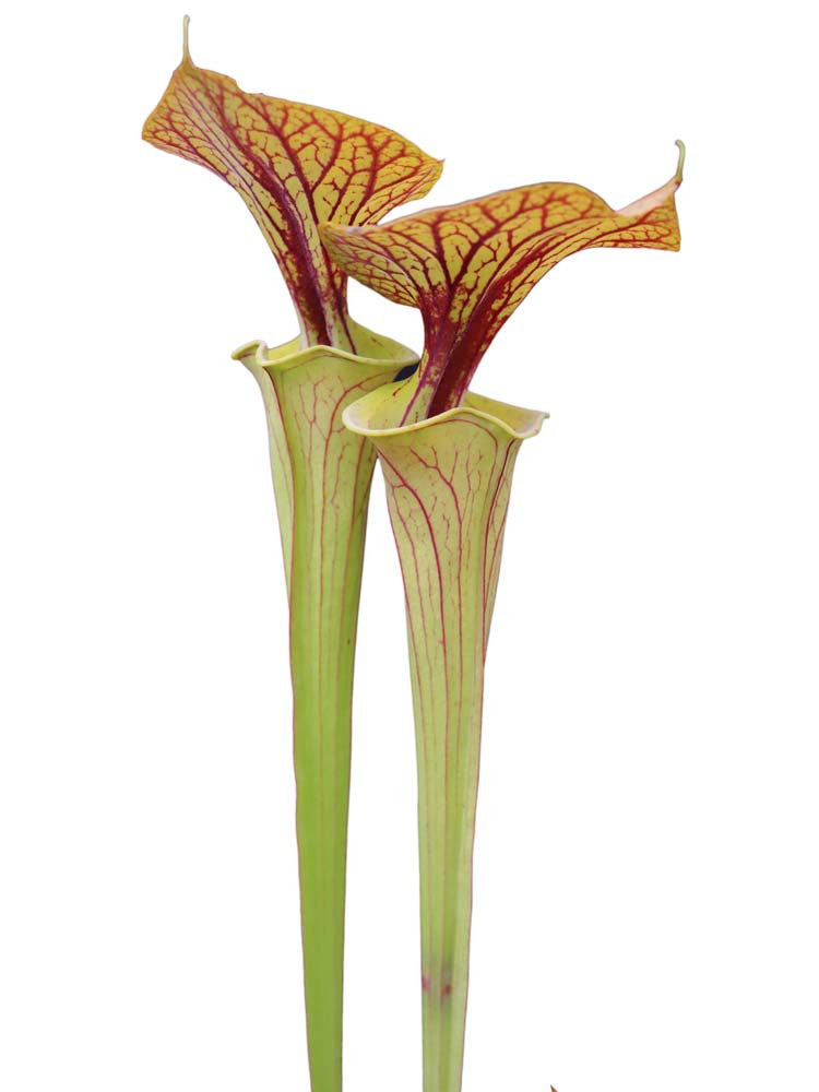 Sarracenia flava var. cuprea  F231 MK