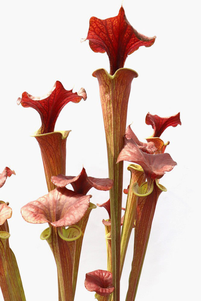 Sarracenia flava var. cuprea  F90 MK