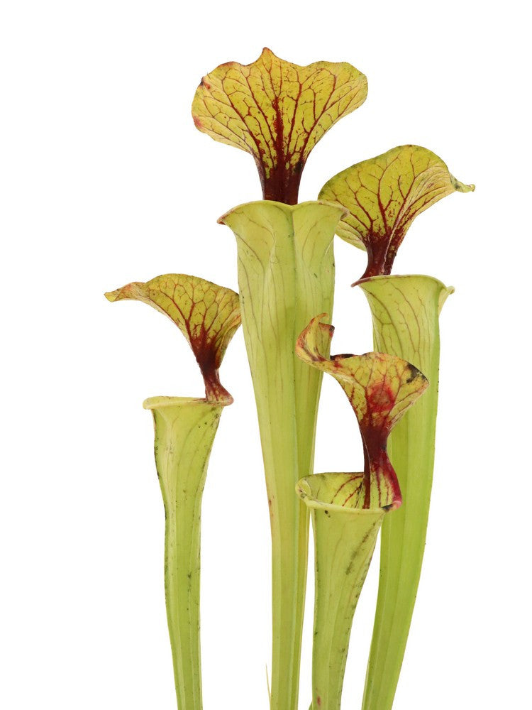 Sarracenia flava var. cuprea  FH10 Altair