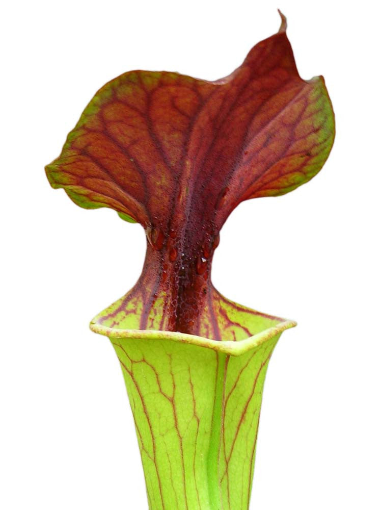 Sarracenia flava var. cuprea  FL02 RVL