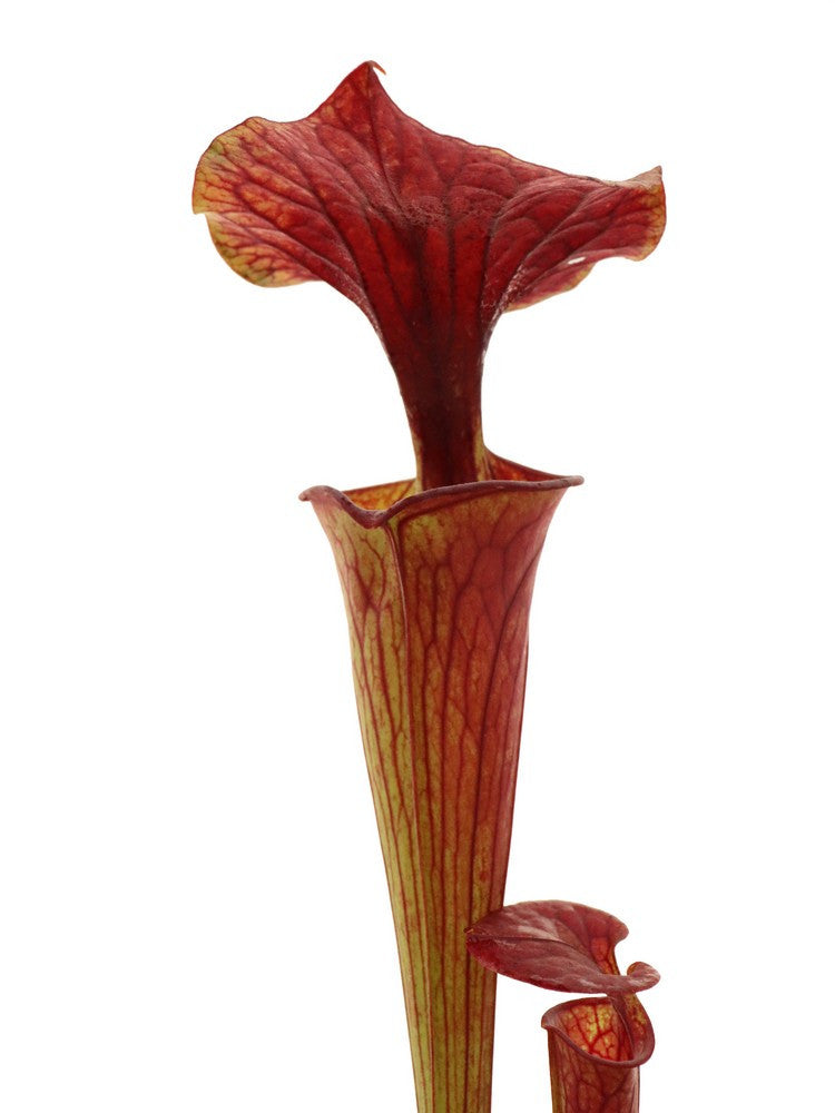 Sarracenia flava var. cuprea  F CU 02 PJ Plants