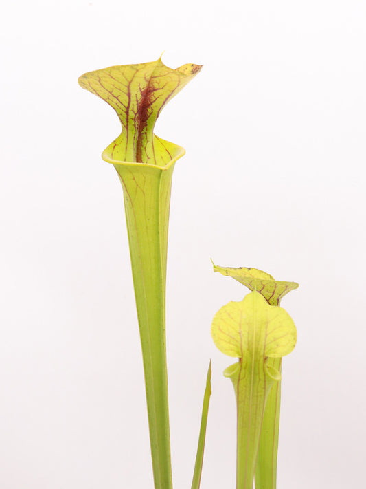 Sarracenia flava var. flava  Dahlia bog ,Virginia  F5 MK