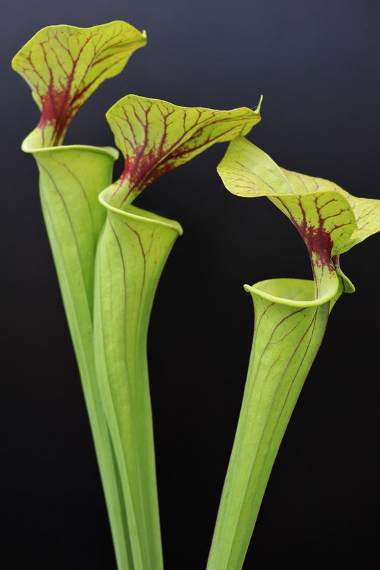 Sarracenia flava var. flava  F142 MK