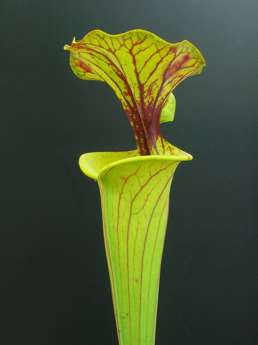 Sarracenia flava var. flava cv 'maxima'  F11 MK