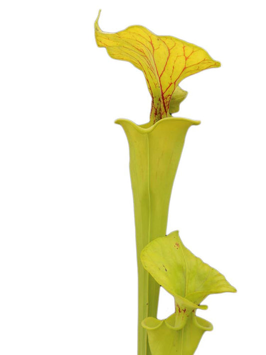 Sarracenia flava var. maxima  F155 MK