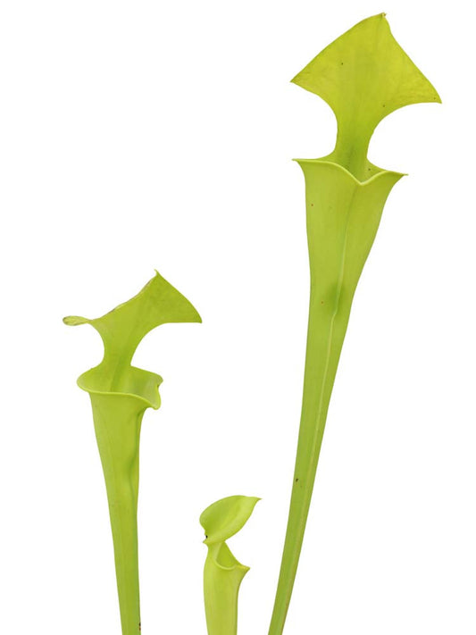 Sarracenia flava var. maxima  FL17 RVL