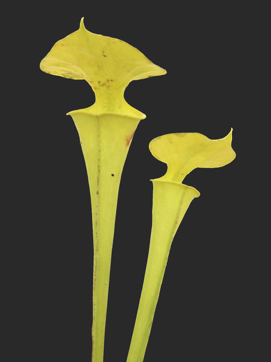 Sarracenia flava var. maxima  Marston clone