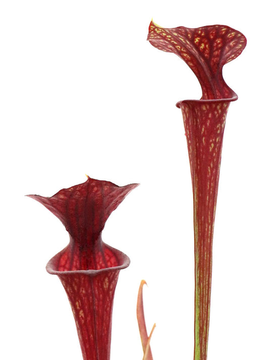 Sarracenia flava var. ornata "Karina"  Srba