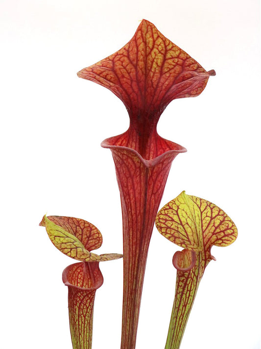 Sarracenia flava var. ornata  F109 PW