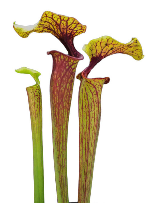 Sarracenia flava var. ornata  F116 MK