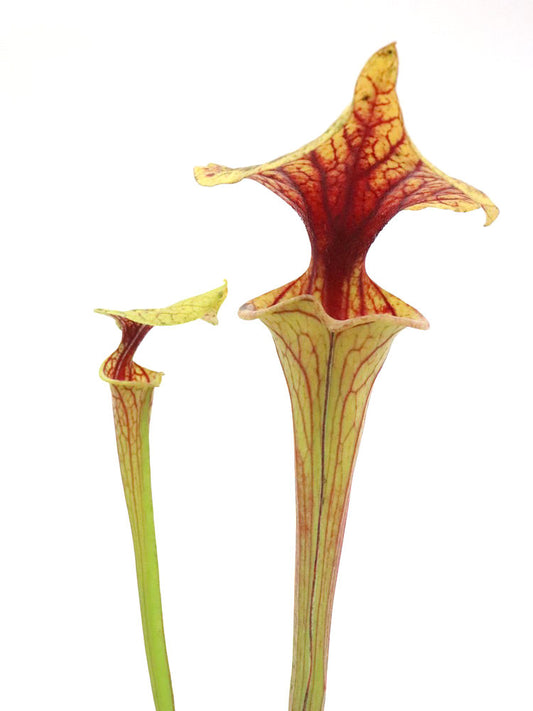 Sarracenia flava var. ornata  F11A Srba
