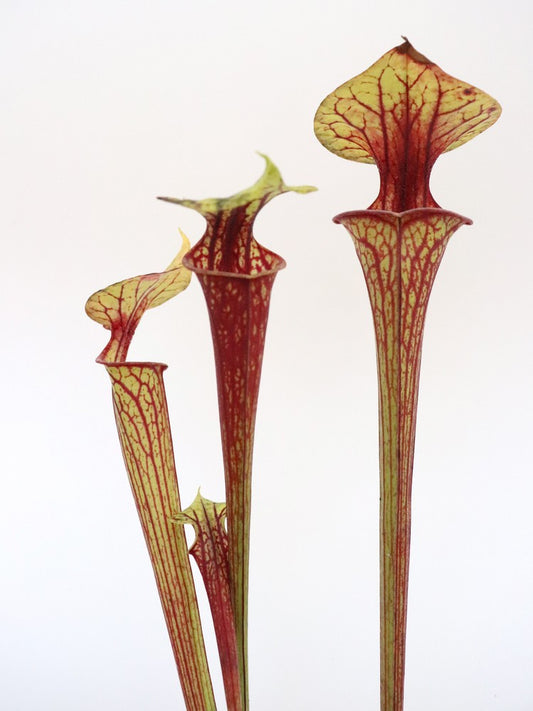 Sarracenia flava var. ornata  F203 MK