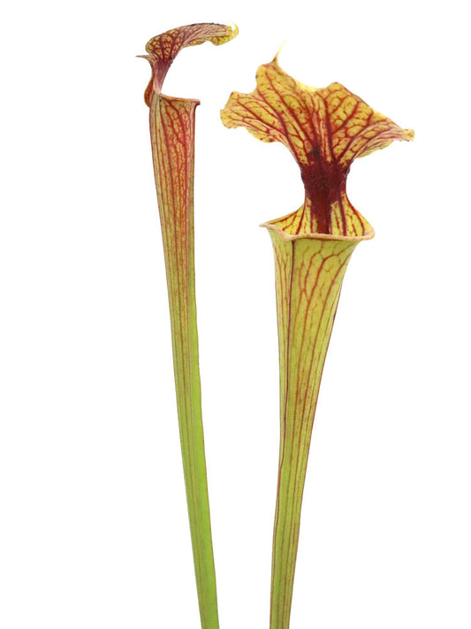 Sarracenia flava var. ornata  F252 MK