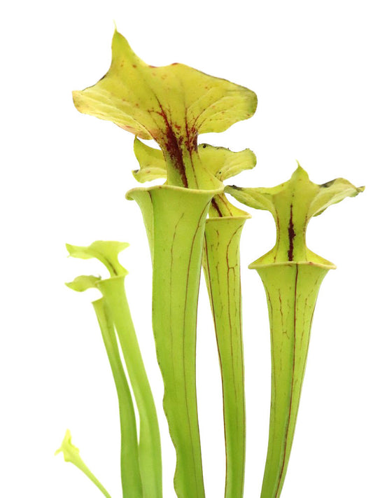 Sarracenia flava var. ornata  F35 MK