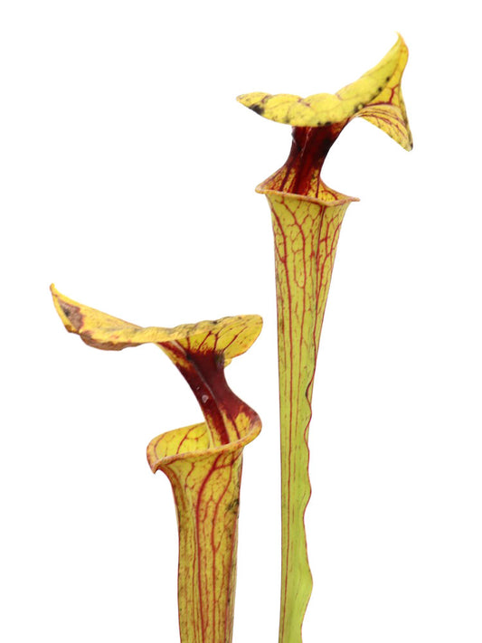 Sarracenia flava var. ornata  F36 MK