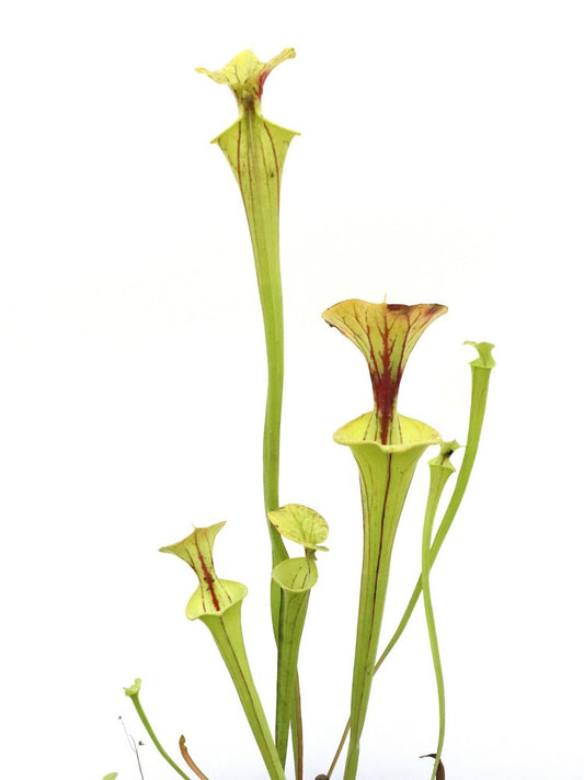 Sarracenia flava var. ornata  F59 Srba