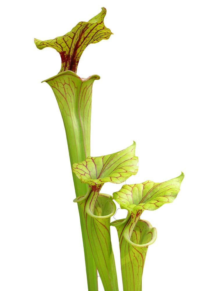 Sarracenia flava var. ornata  heavy veined , Allenton