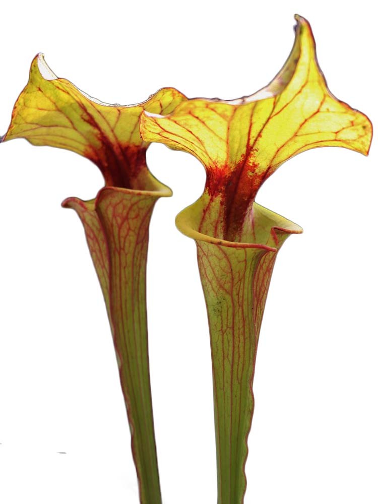 Sarracenia flava var. rubricorpora F118 MK