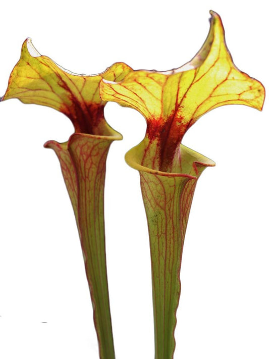 Sarracenia flava var. rubricorpora F118 MK