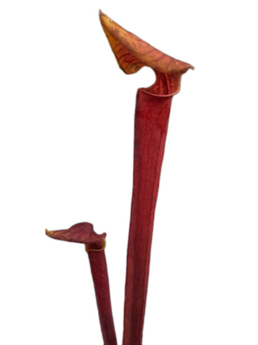 Sarracenia flava var. rubricorpora F151 MK "Red dragon"