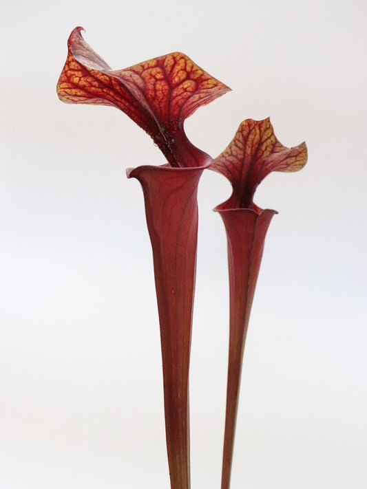 Sarracenia flava var. rubricorpora FL13 RVL
