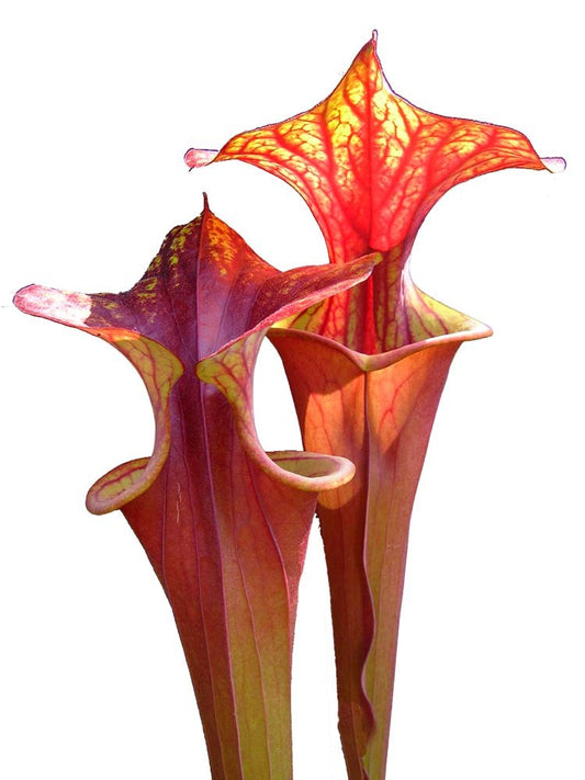 Sarracenia flava var. rubricorpora FL19 RVO