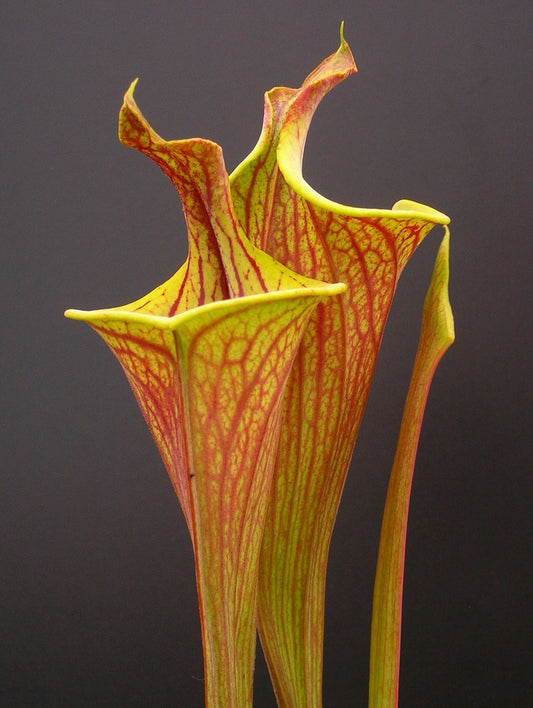 Sarracenia flava var. rubricorpora "Lidless"