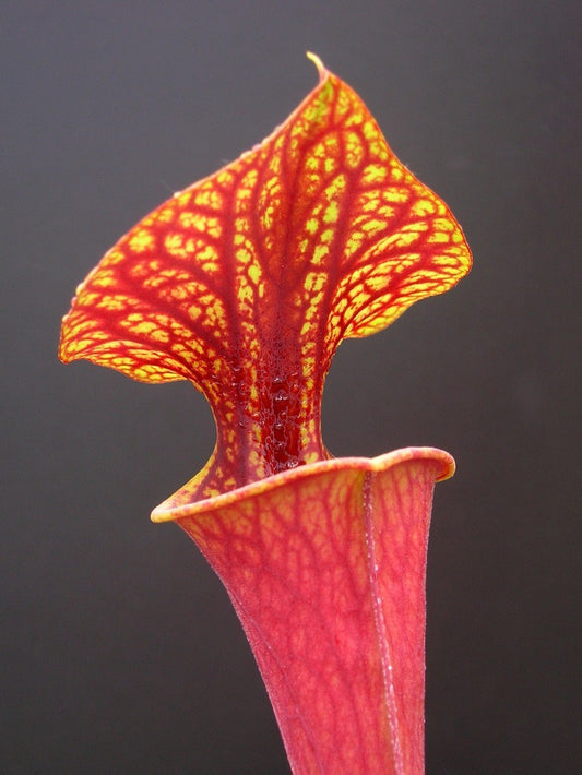 Sarracenia flava var. rubricorpora PJ plants