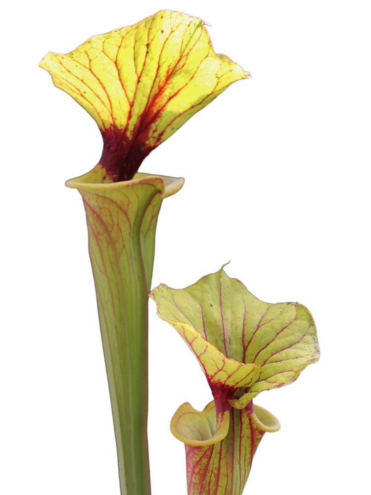 Sarracenia flava var. rubricorpora SFRB15 AC