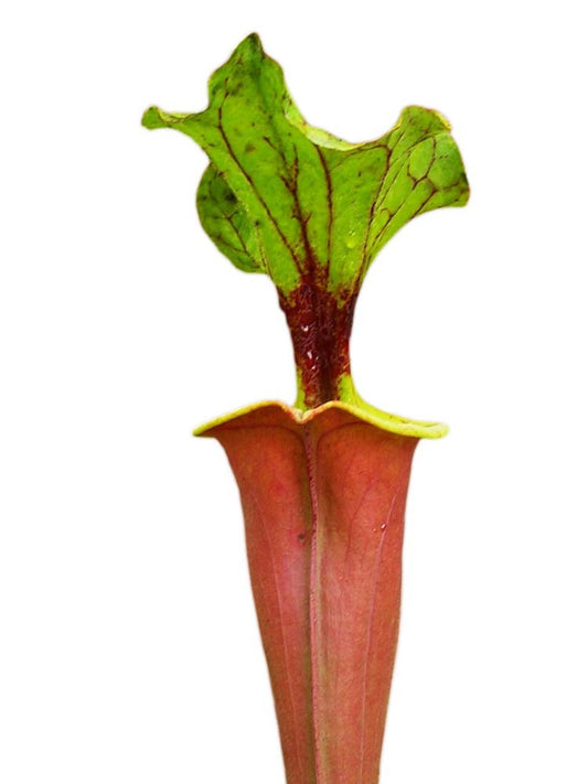 Sarracenia flava var. rubricorpora 'Burgundy' F26 MK