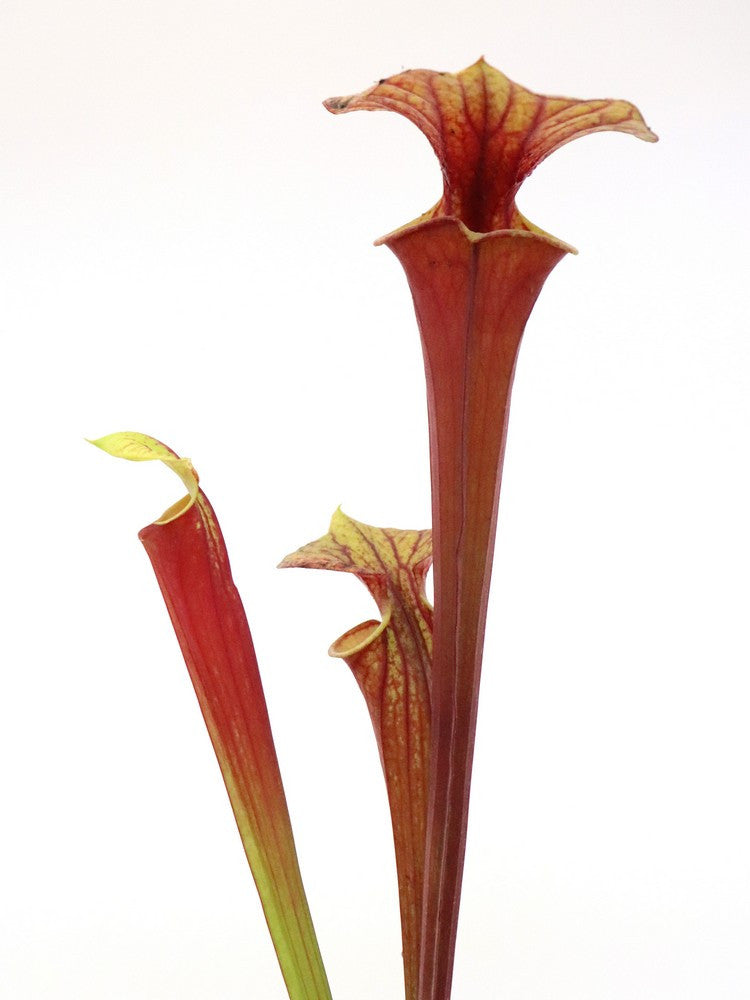 Sarracenia flava var. rubricorpora  F108 MK